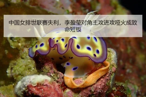 中国女排世联赛失利，李盈莹对角主攻进攻哑火成致命短板